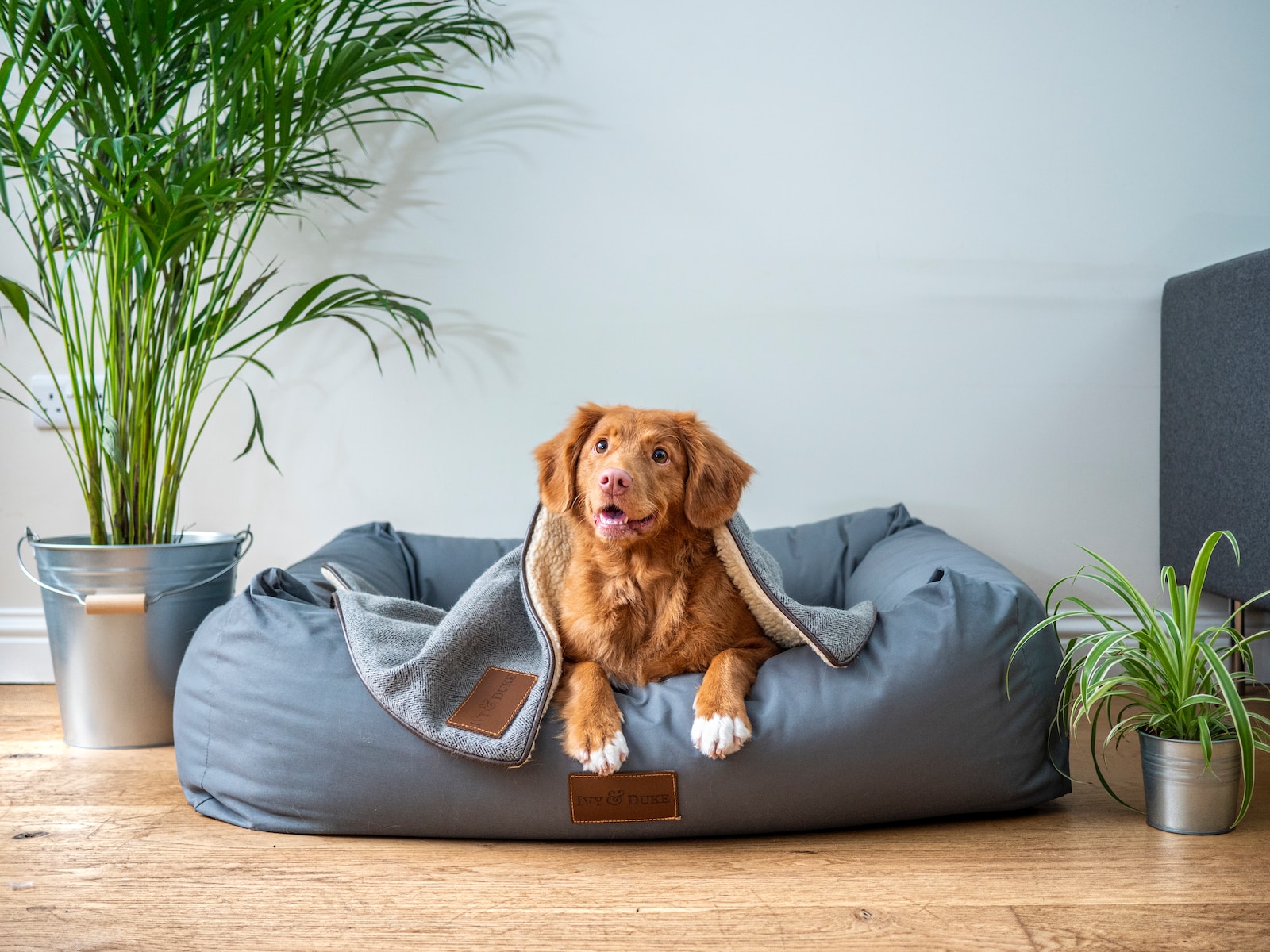What Is Pet Liability Insurance for Renters?